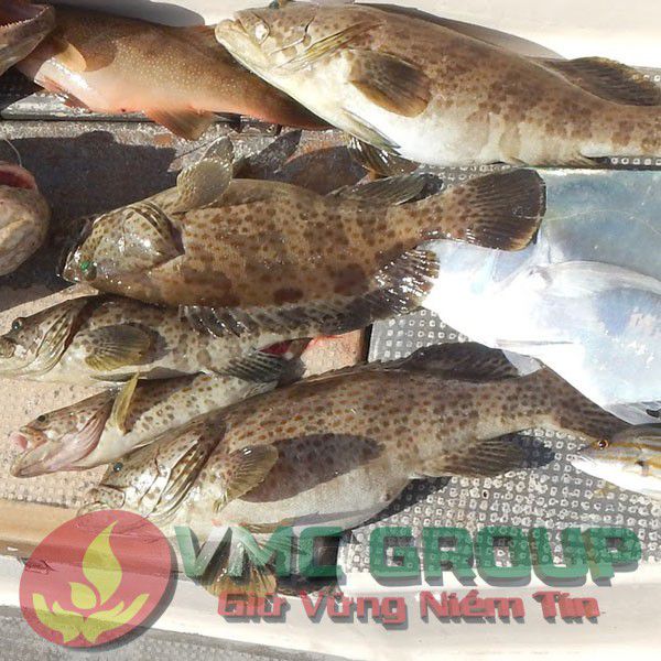 Các bệnh thông thường ở cá mú