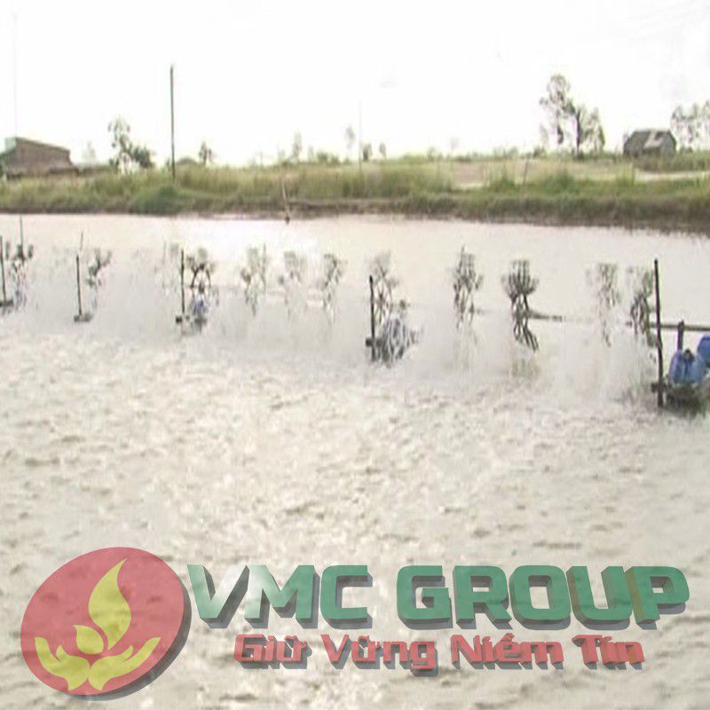 Bệnh trắng cơ, đục cơ, cong thân